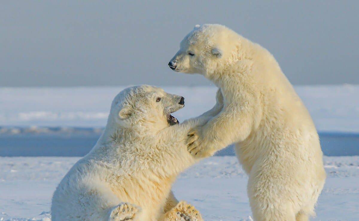 Alaska Tours polar bear on snow covered ground during daytime