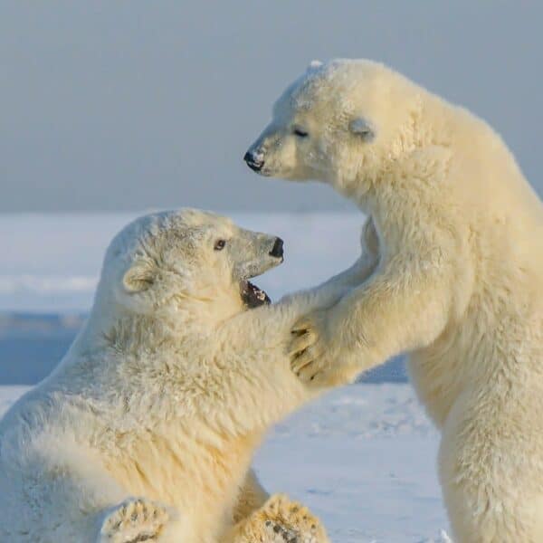 Alaska Tours Guide: Wildlife, Glaciers and Scenic Routes