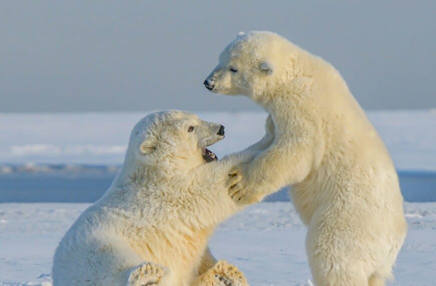 Alaska Tours polar bear on snow covered ground during daytime
