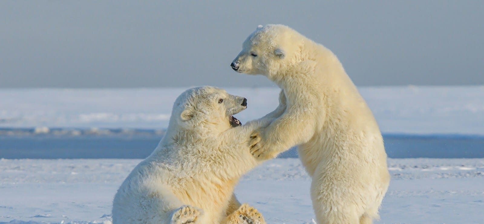 Alaska Tours polar bear on snow covered ground during daytime