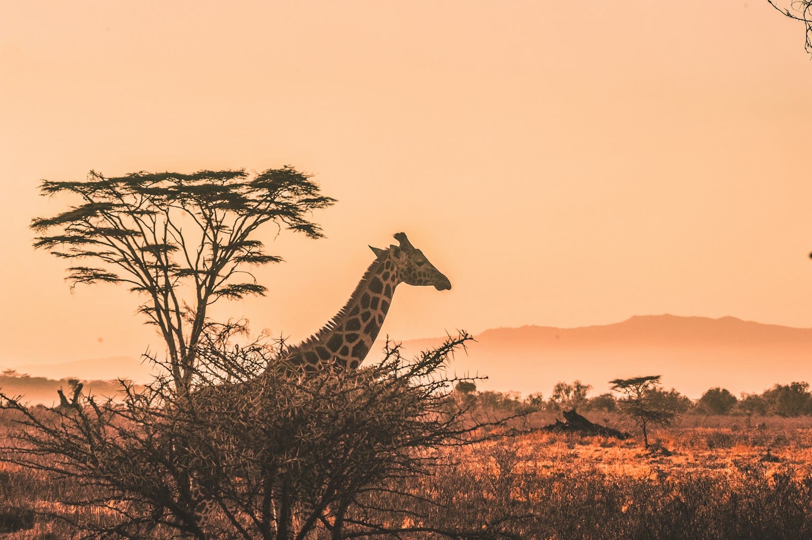 Explore Africa black and white giraffe on brown grass field