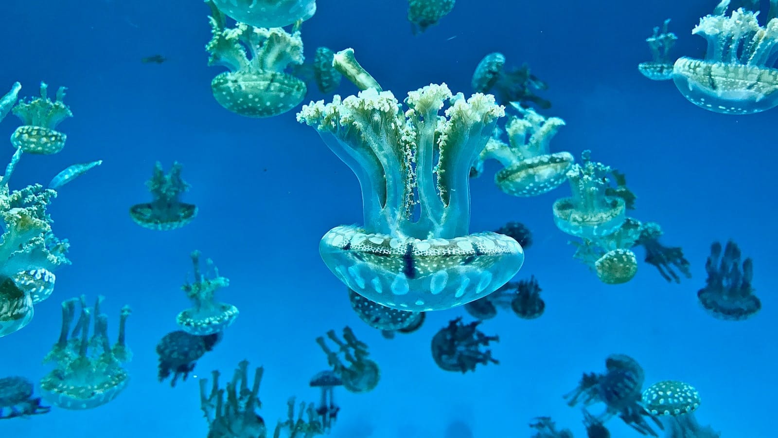 Aquarium of the Pacific underwater photo of jellyfish