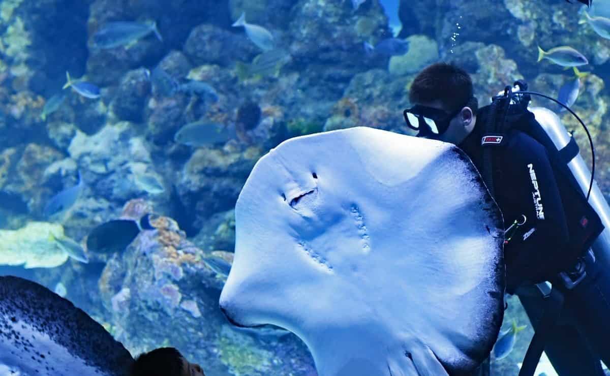 Aquarium of the Pacific Tours toddler boy watching diver swimming beside stingray inside aquarium