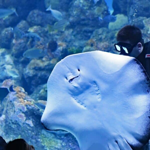 Aquarium of the Pacific Tours: Guided Exhibits and Shows