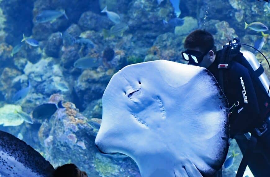 Aquarium of the Pacific Tours toddler boy watching diver swimming beside stingray inside aquarium