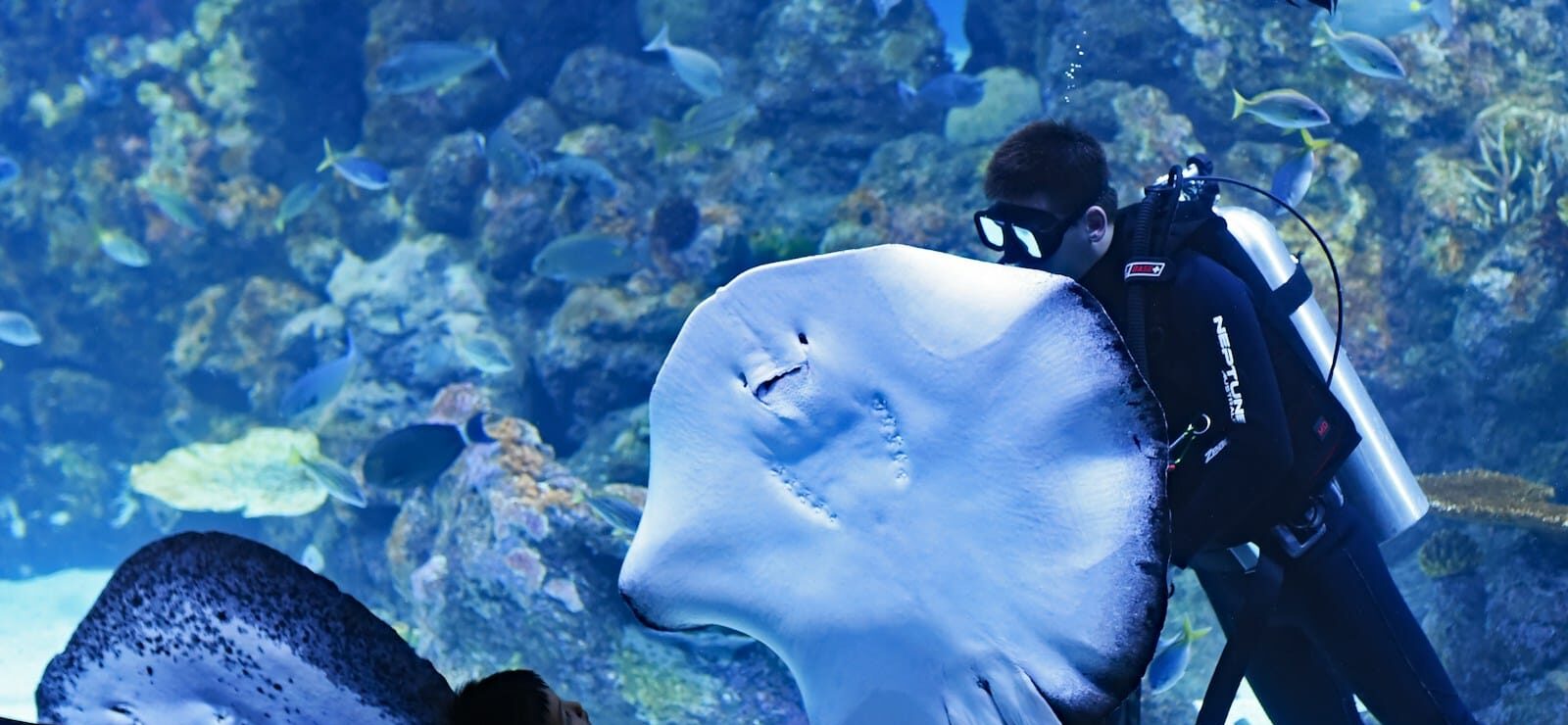 Aquarium of the Pacific Tours toddler boy watching diver swimming beside stingray inside aquarium