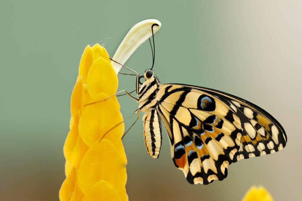 St Maarten Travel Guide st maarten travel guide butterfly perched on flower at daytime