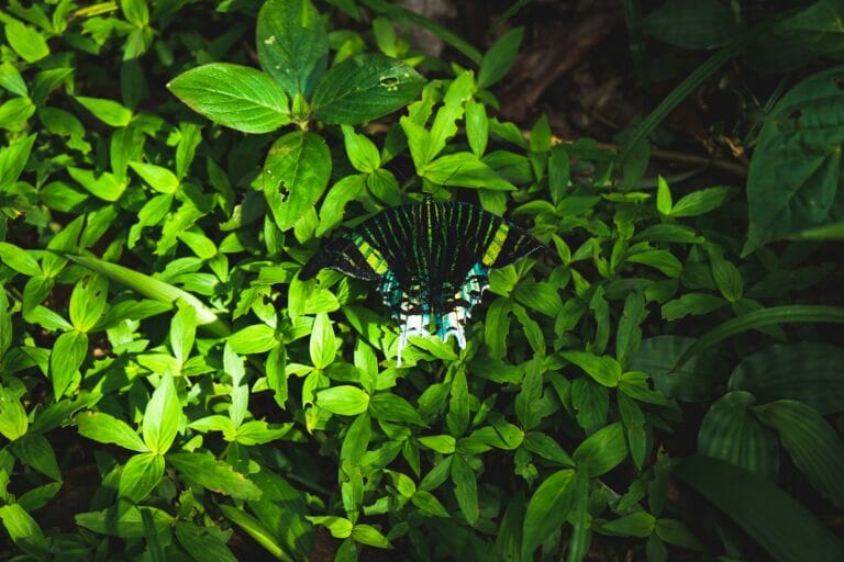 French Guiana travel guide, black and white butterfly on green leaves