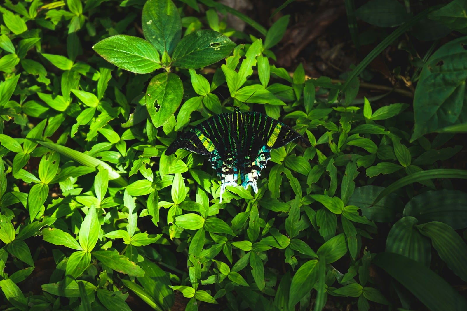 French Guiana travel guide, black and white butterfly on green leaves