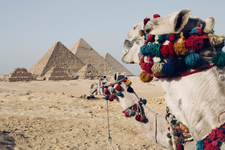 egypt travel guide camel walking on desert