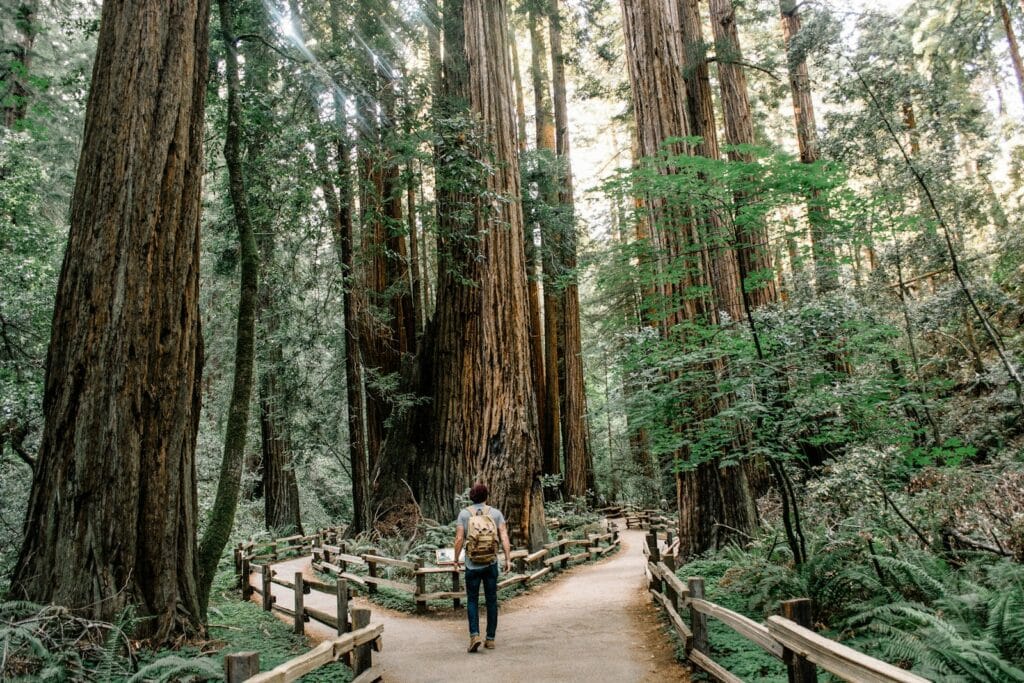 San Francisco Travel Guide man wearing gray T-shirt standing on forest