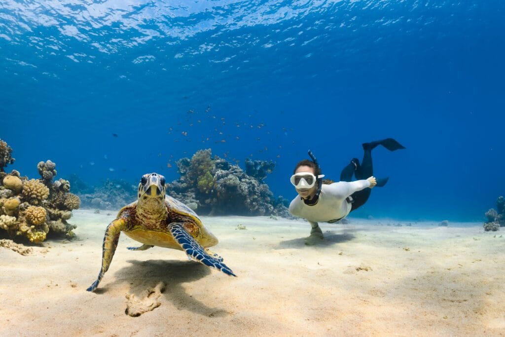 oahu tours, a sea turtle and person swimming next to each other