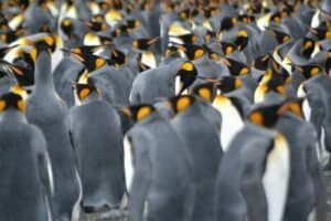 Explore Antarctica a large group of penguins