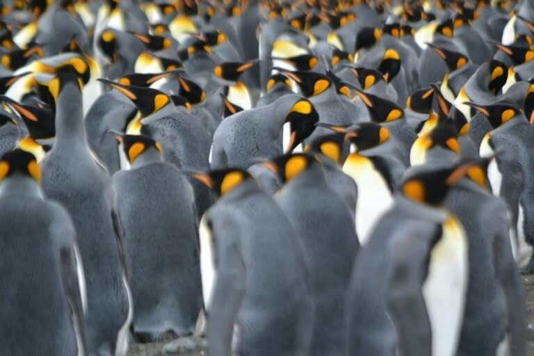 Explore Antarctica a large group of penguins