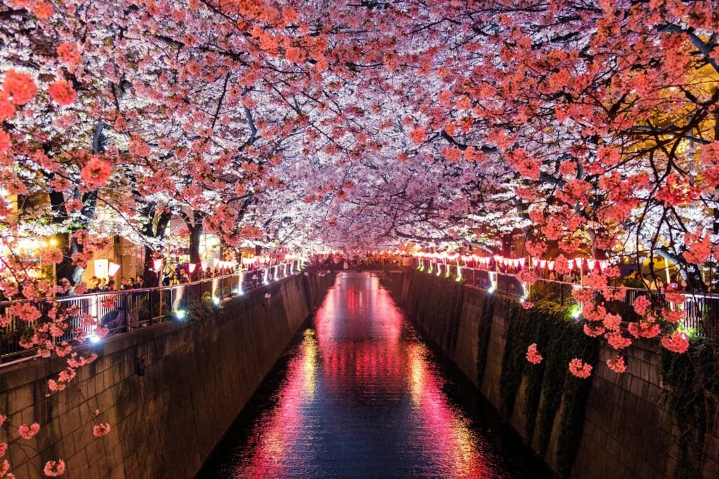 Japan Tour canal between cherry blossom trees