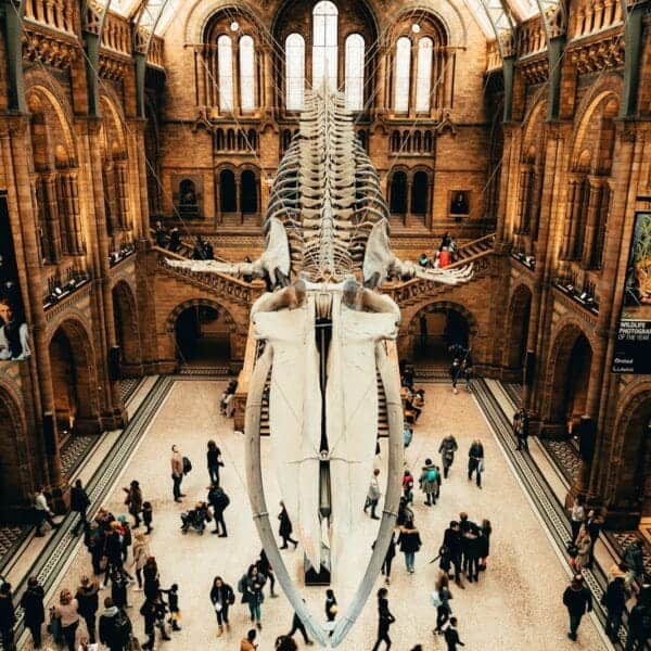 Natural History Museum Tours: Best Exhibits and Experiences