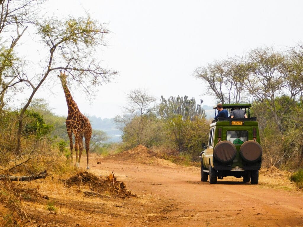Rwanda Tours a giraffe and a truck on a dirt road
