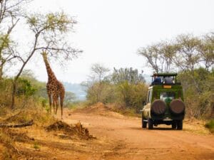 Rwanda Tours a giraffe and a truck on a dirt road