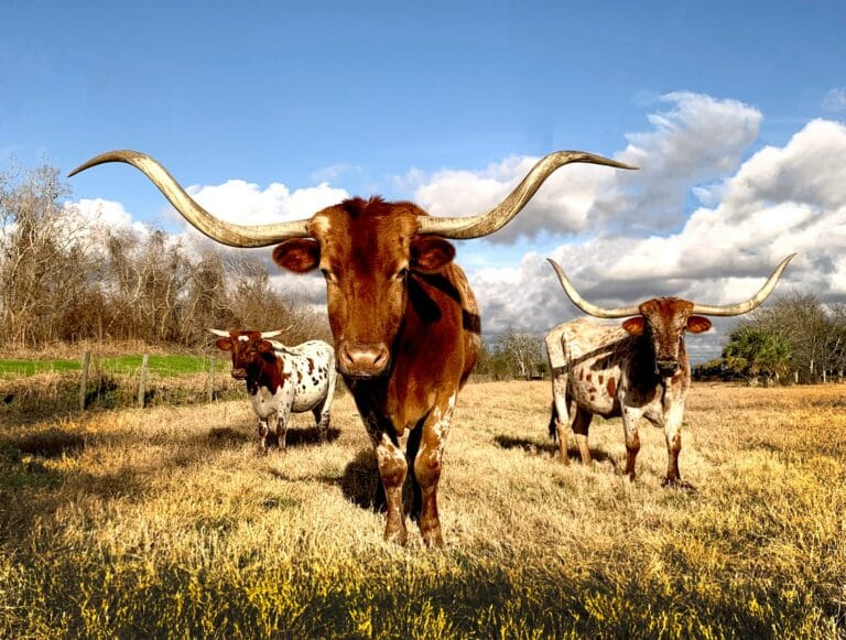 Texas Travel Guide cows on grassy field under blue cloudy sky