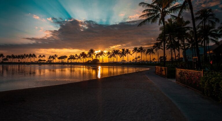 Maui Tours sunlight pierce through palm tree line