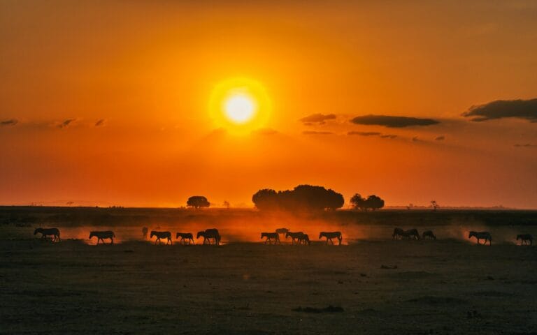 Kenya Tours silhouette of animals on beach during sunset