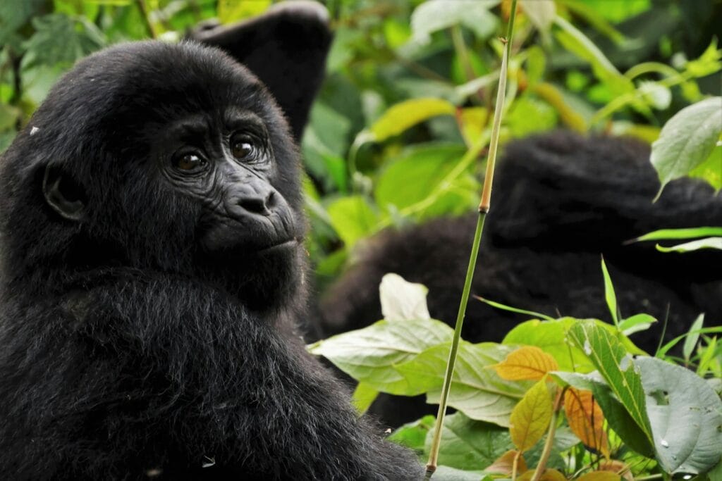 Uganda Tours black gorilla in green leaves