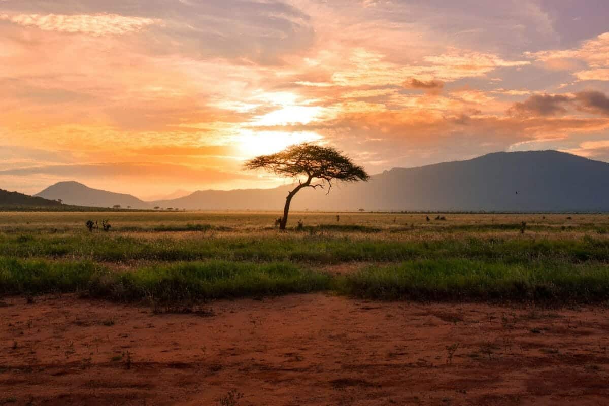 West Africa Travel Guide tree between green land during golden hour