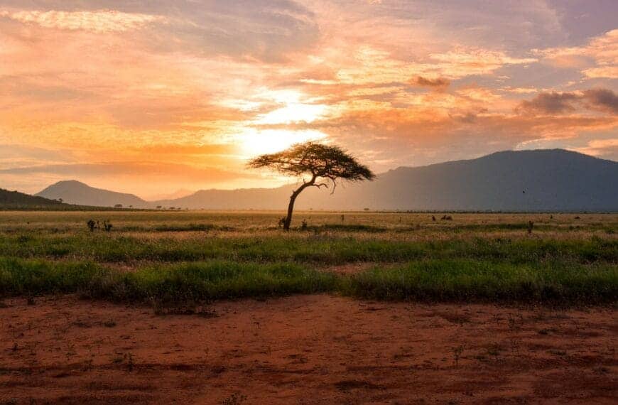 West Africa Travel Guide tree between green land during golden hour