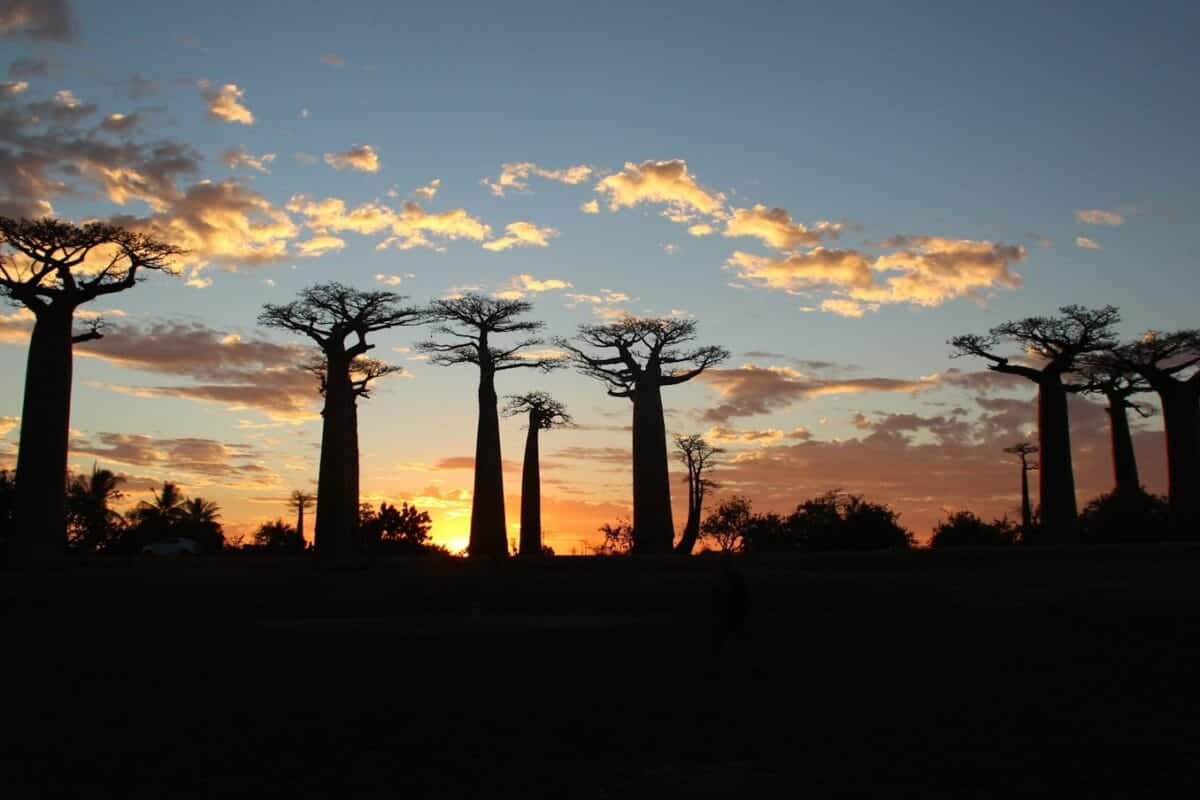 Madagascar travel guide silhouette of trees during sunset