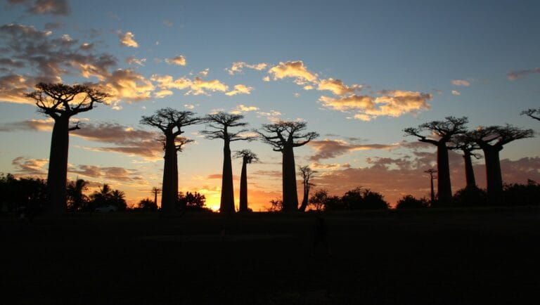 Madagascar travel guide silhouette of trees during sunset
