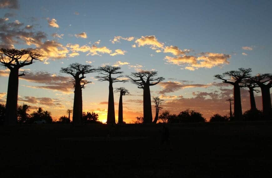 Madagascar travel guide silhouette of trees during sunset