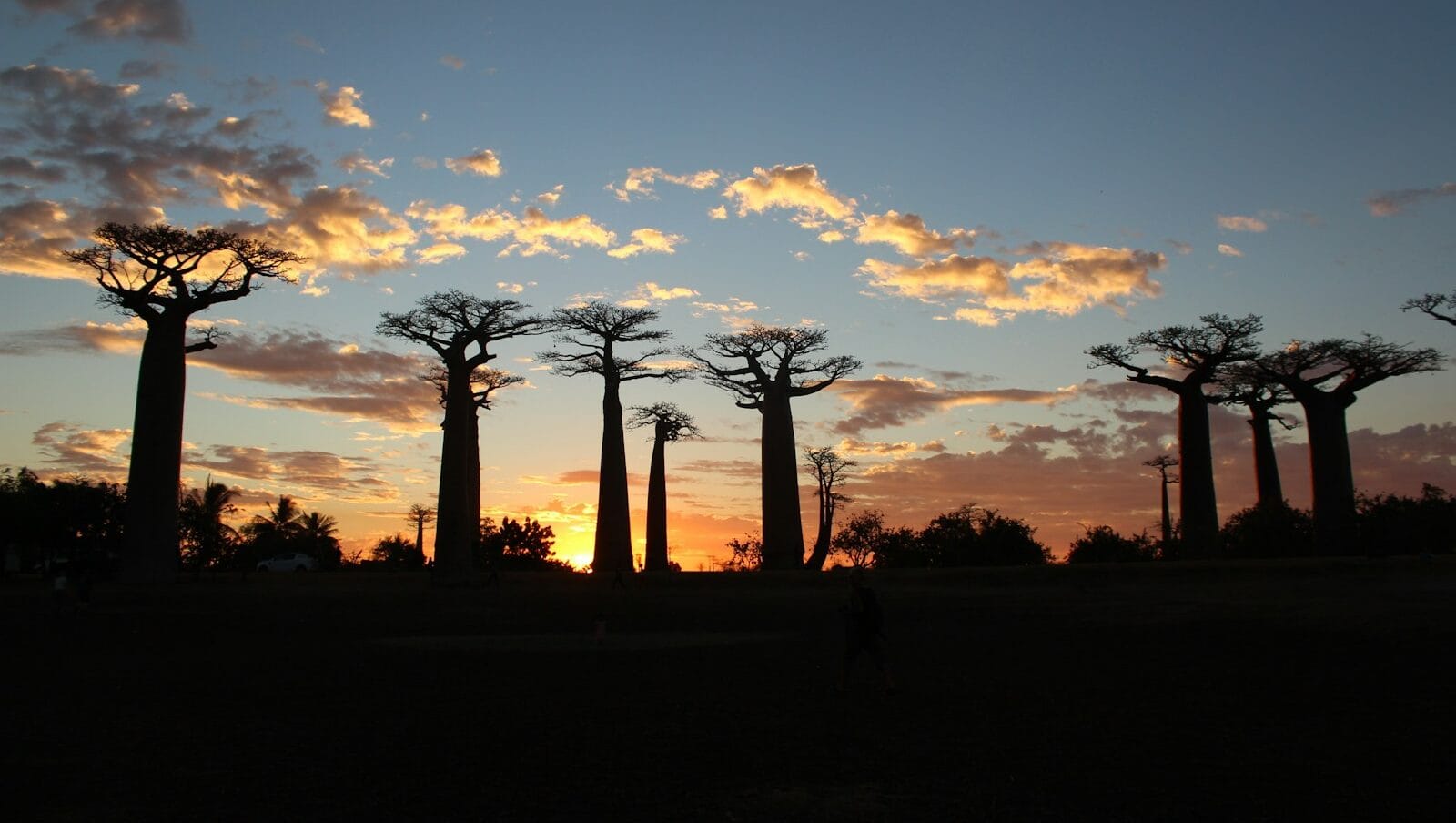 Madagascar travel guide silhouette of trees during sunset