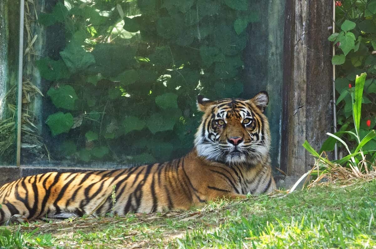 San Diego Zoo Tours a tiger lying in the grass
