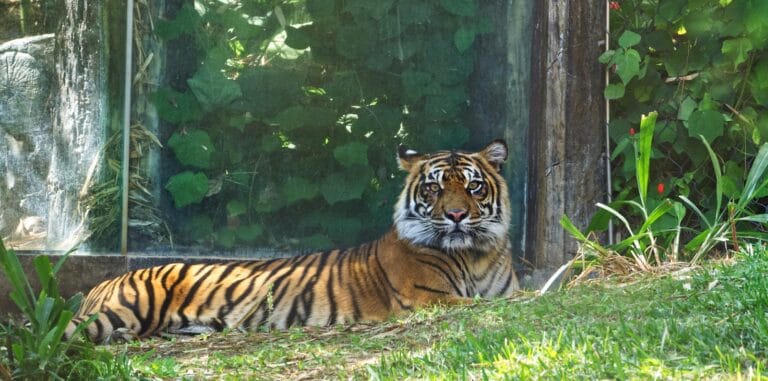 San Diego Zoo Tours a tiger lying in the grass