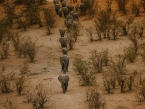 Zimbabwe Tours a herd of elephants walking down a dirt road