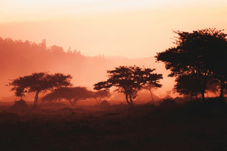 Rwanda Travel Guide landscape of trees and mountain
