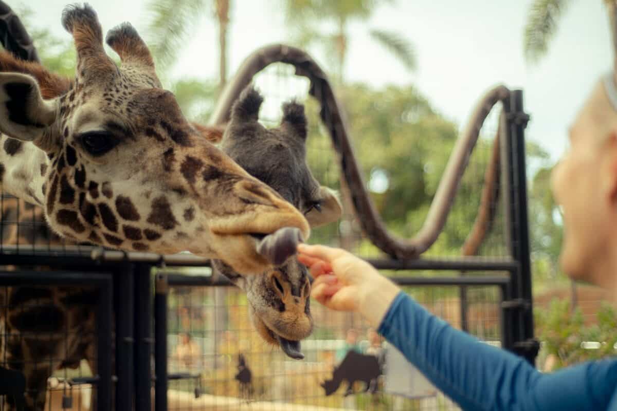 San Diego Zoo Safari Park a person feeding a giraffe