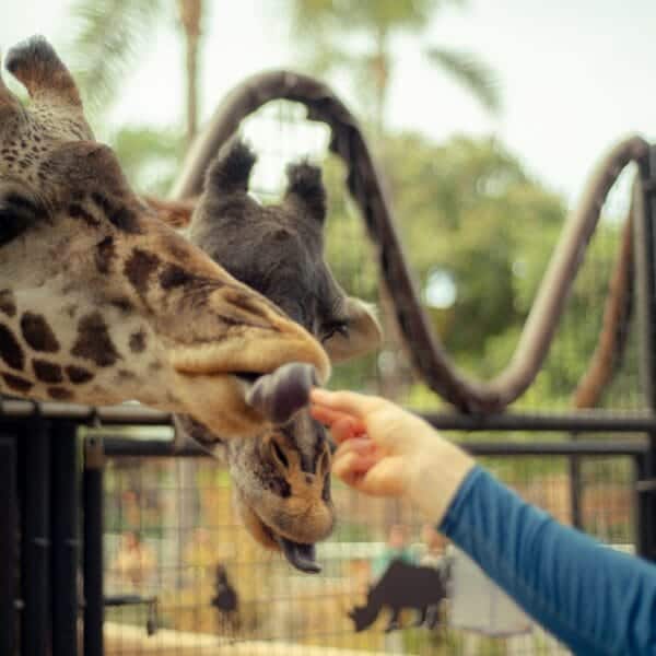 San Diego Zoo Safari Park Travel Guide for Visitors