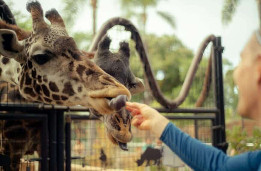 San Diego Zoo Safari Park a person feeding a giraffe