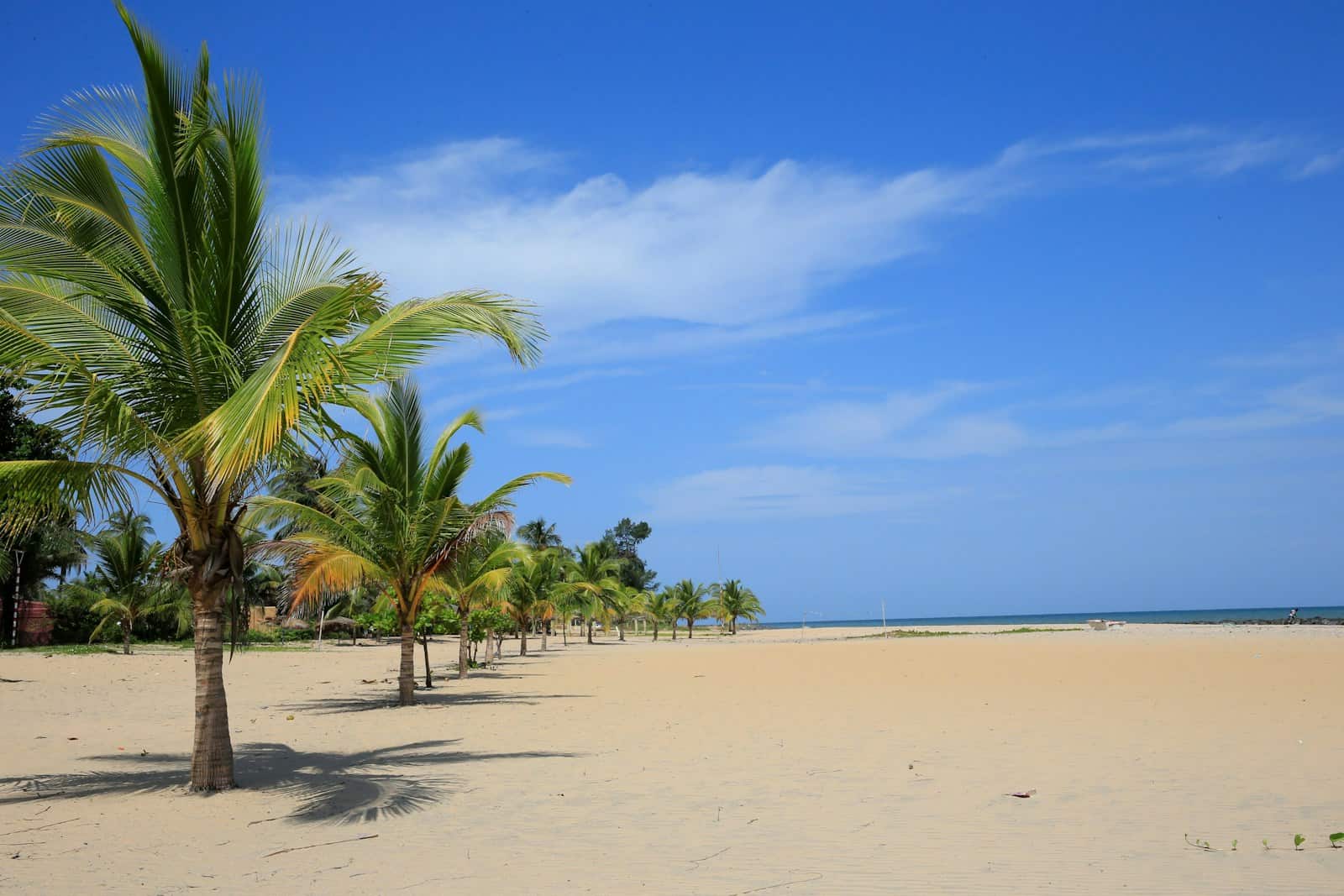 Gambia Travel Guide Palm trees line a beautiful, sunny beach.