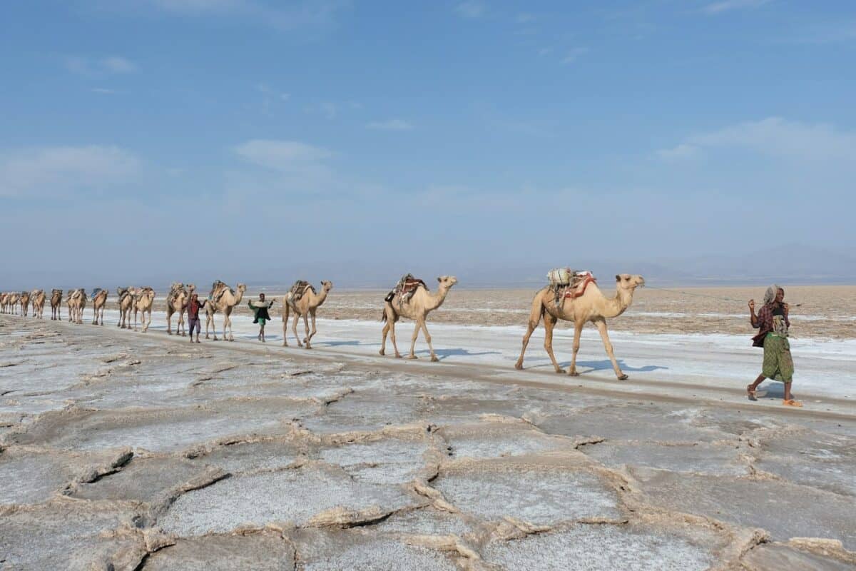 Ethiopia Travel Guide walking camels in line during daytime