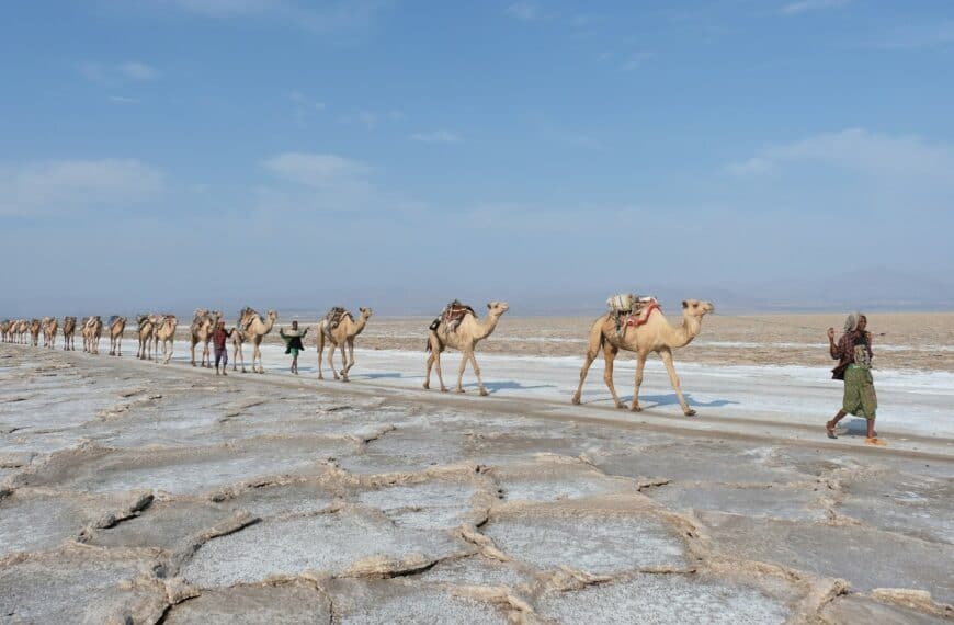 Ethiopia Travel Guide walking camels in line during daytime
