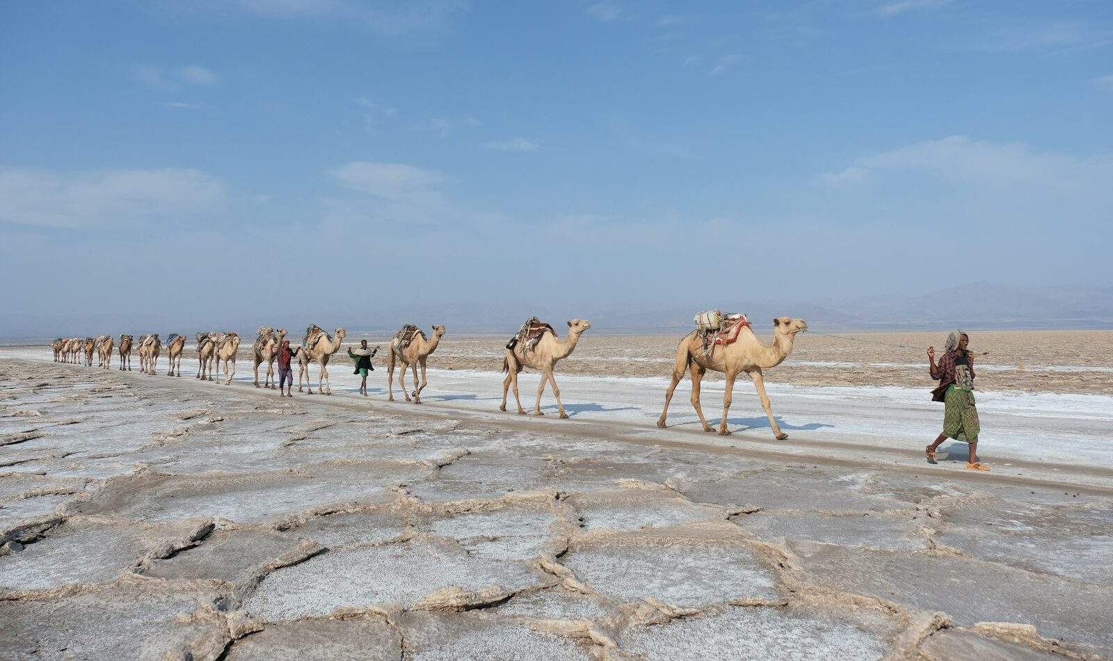 Ethiopia Travel Guide walking camels in line during daytime