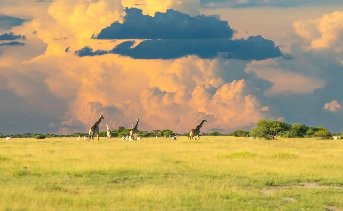 Botswana Travel Guide green grass field under cloudy sky during daytime