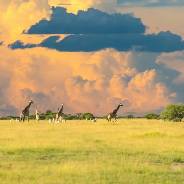 Botswana Travel Guide: Safari Routes and Seasons