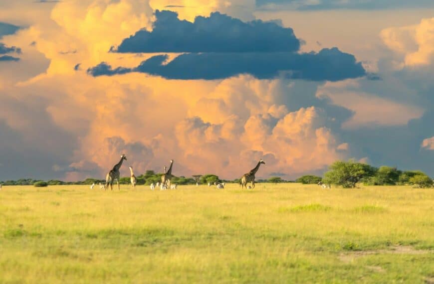 Botswana Travel Guide green grass field under cloudy sky during daytime