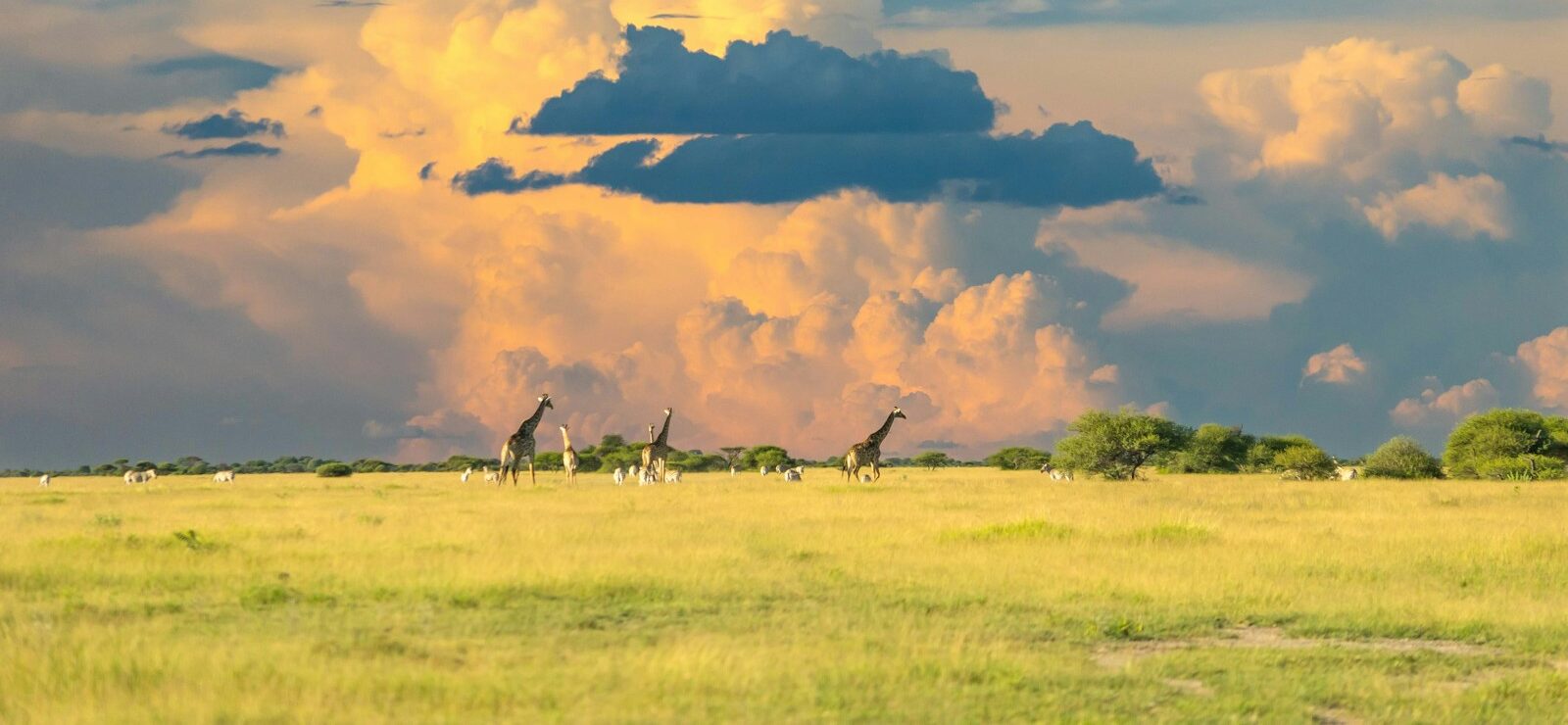 Botswana Travel Guide green grass field under cloudy sky during daytime
