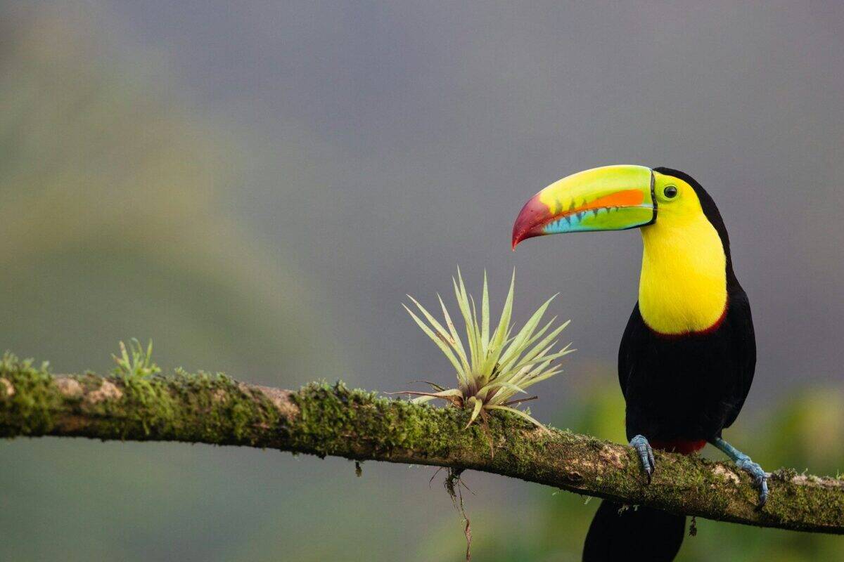 Costa Rica Tours black and yellow bird standing on tree branch