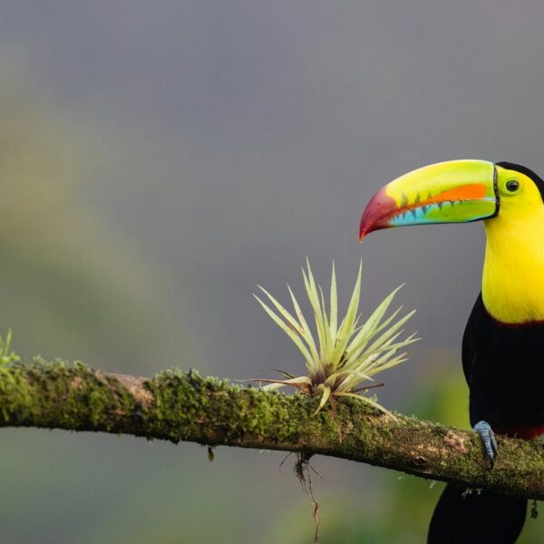 Costa Rica Tours: Rainforest to Coast Circuits