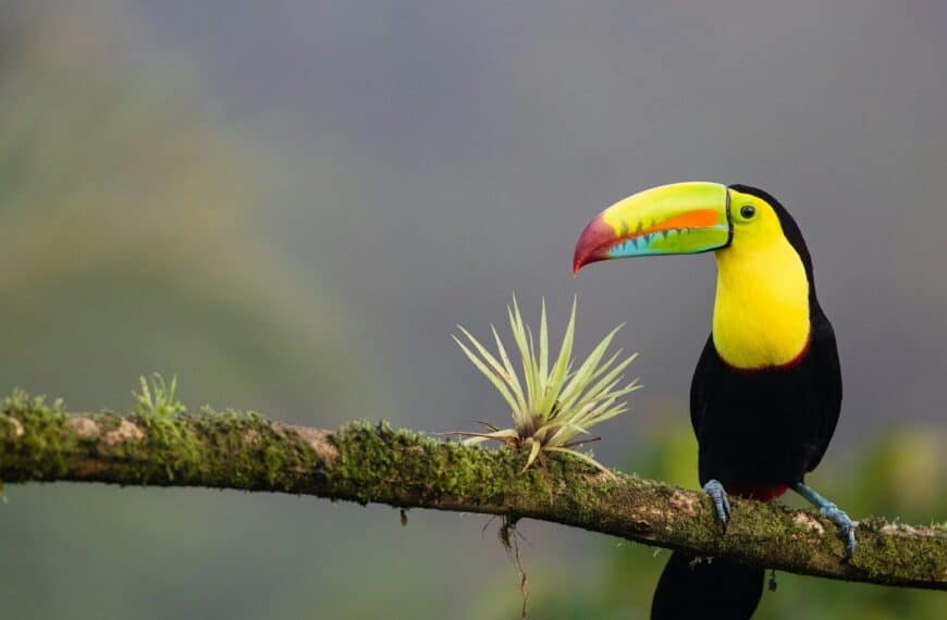 Costa Rica Tours black and yellow bird standing on tree branch